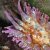 Animales Marinos &raquo; Cnidarios y afines